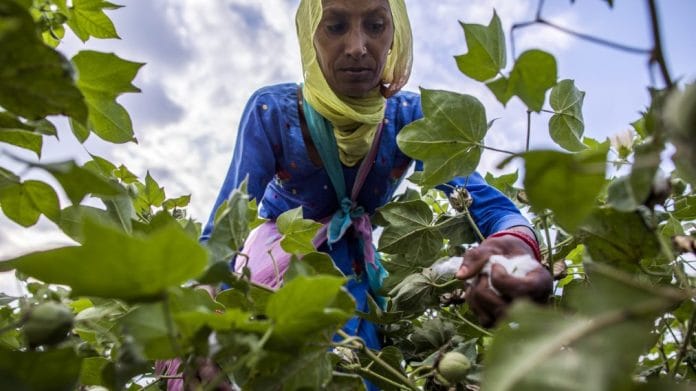 A farmer hand-picks cotton in a field in Sirsa, Haryana
