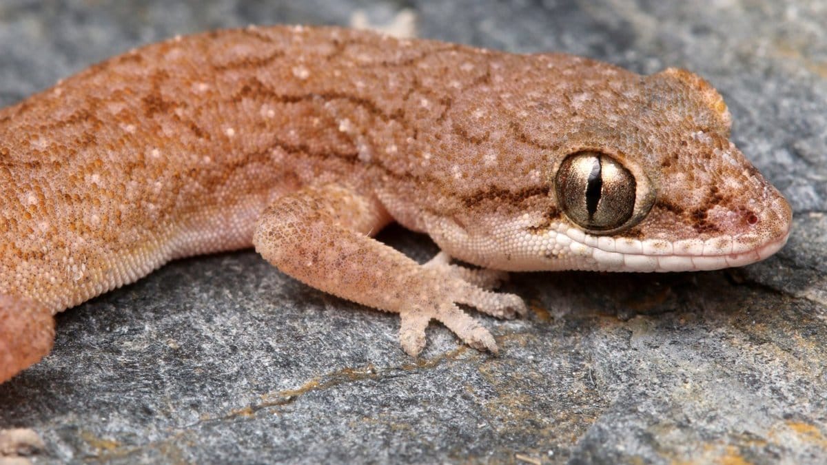 Hemidactylus vijayraghavani | @snakeszeeshan/Twitter