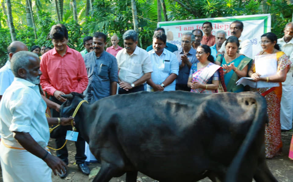 One of the cows donated | Facebook