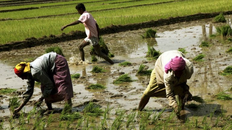 Indian policymakers get it wrong because farmers’ lack of market access is not the problem