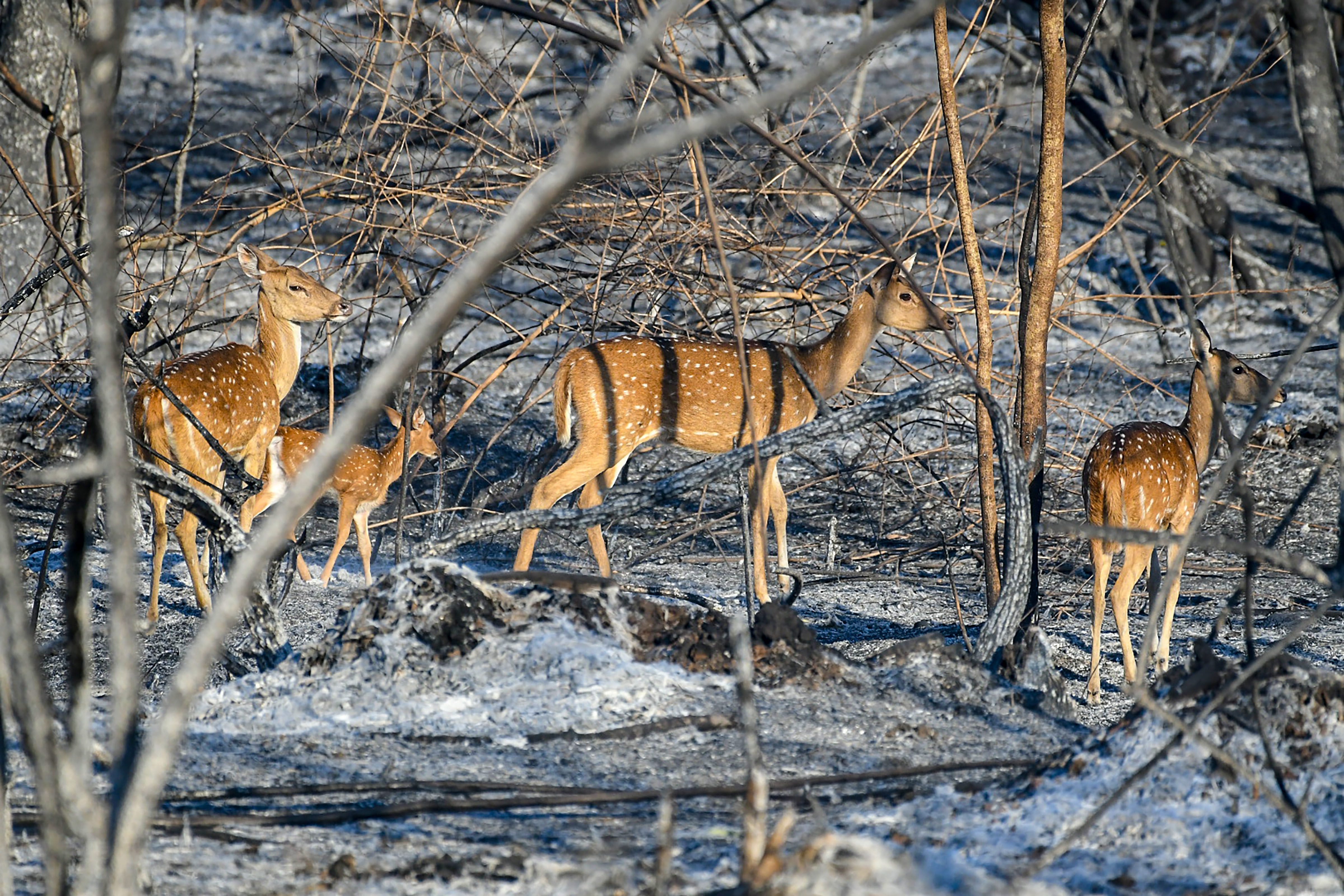 A group of deer seen after the forest fire | PTI