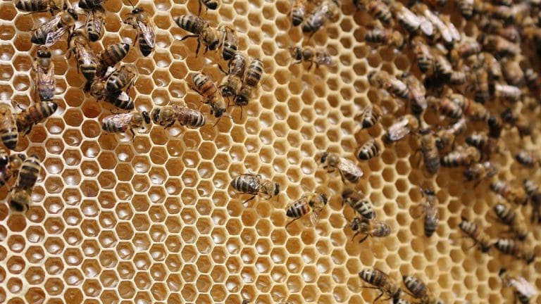 Researchers have taught bees to add & subtract, and here’s how it can help AI