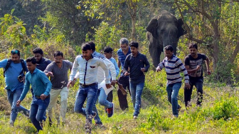To protect India’s elephants, we have to preserve wildlife corridors not just forests