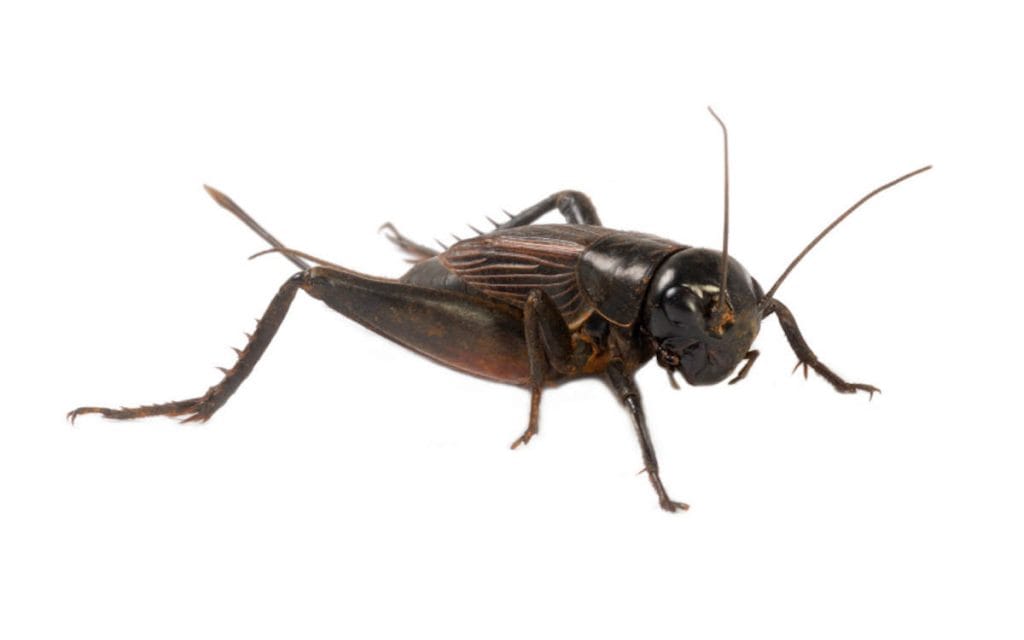 House cricket | PestWorld