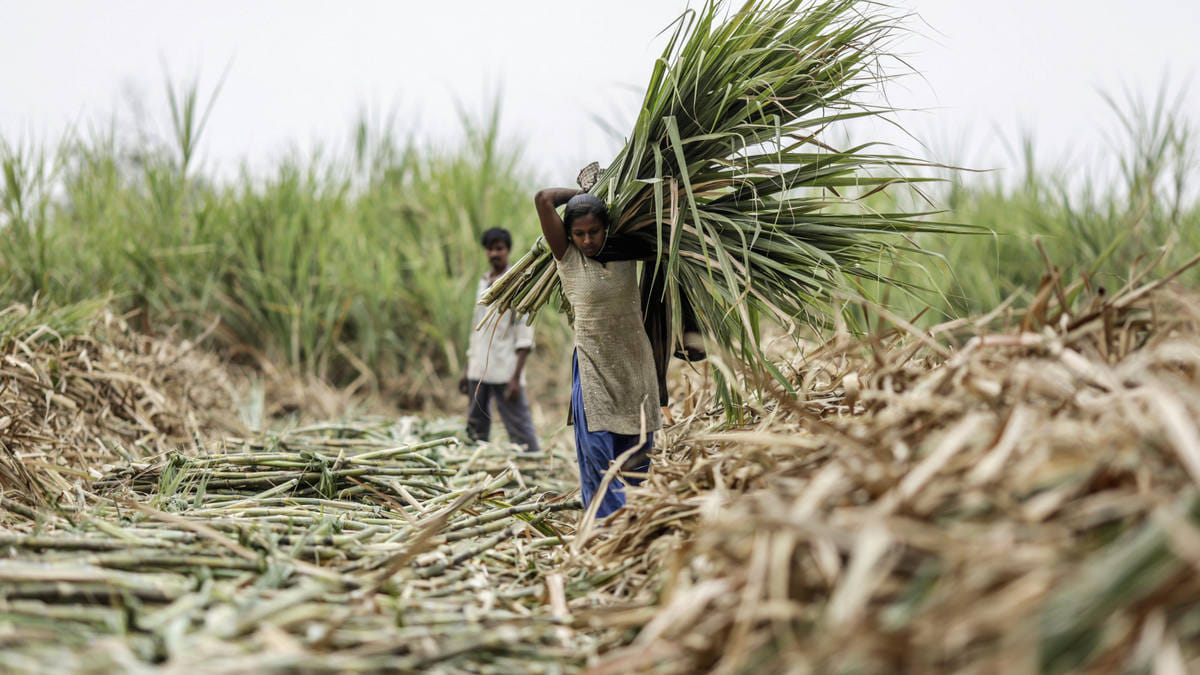 A day laborer carries a bundle of harvested sugercane in Taloda, Maharashtra