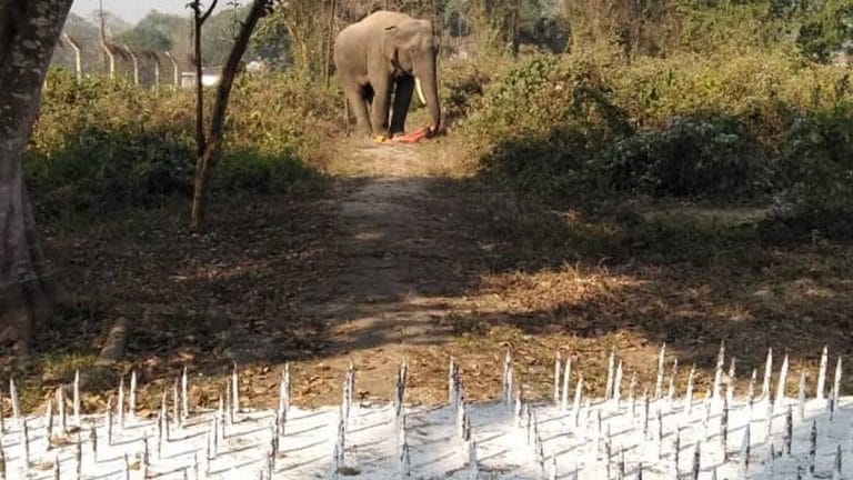 Maneka Gandhi tells Army to act against elephant deaths in Assam, remove ‘dreadful spikes’