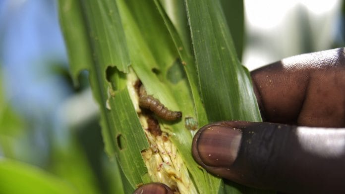 Fall armyworm destroying crop