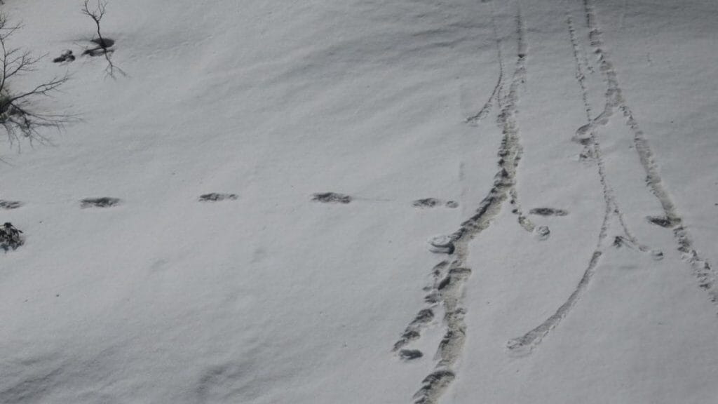 The 'mysterious footprints' of the Yeti which the Indian Army claims to have found | @adgpi/Twitter