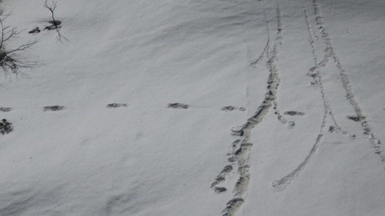For decades, Daniel Taylor searched for the Yeti behind the footprints & found the culprit