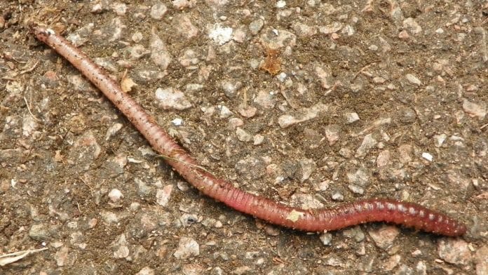 An earthworm