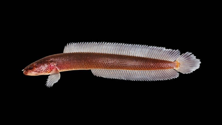 Indian & British scientists find new fish species in Kerala, name it after Tolkien’s Gollum