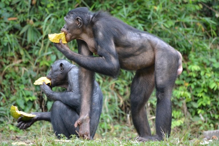 Bonobo, the ‘make-love-not-war apes’ whose mothers meddle in their sons’ sex lives