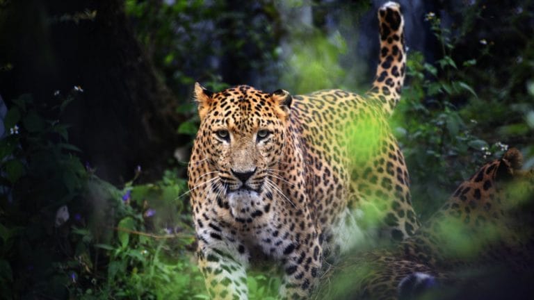 A leopard walked into Delhi’s Yamuna Park. Then an AAP minister illegally took it out