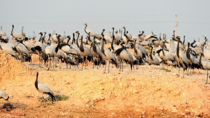 Fabled demoiselle cranes | Photo: Ajay Suri