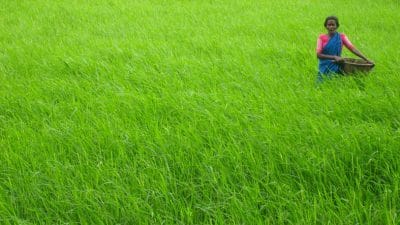 GM crops are plants that have been reared with the genes of another species to reflect or temper certain characteristics (representational image) | Commons