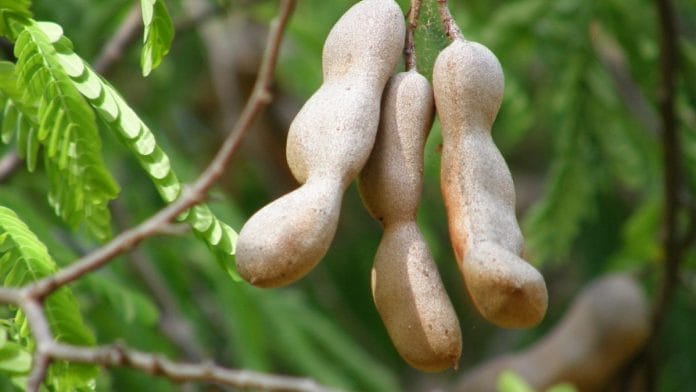 A tamarind tree | Flickr