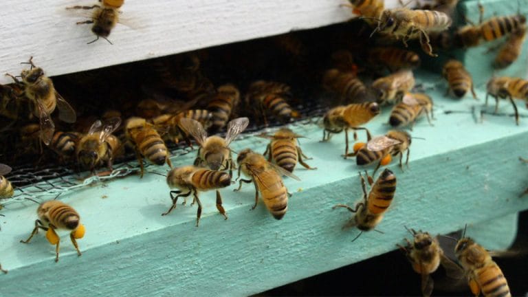 We just taught bees a simple number language – and they got it