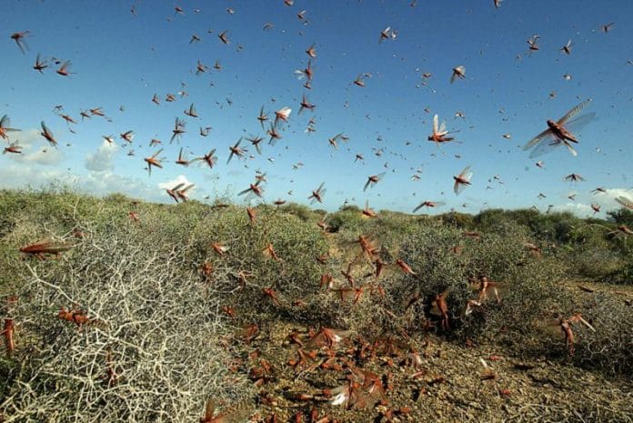 A locust infestation | Bloomberg