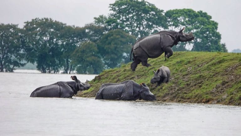Kaziranga needs to flood to survive, real problem is roads & hotels in animal escape path