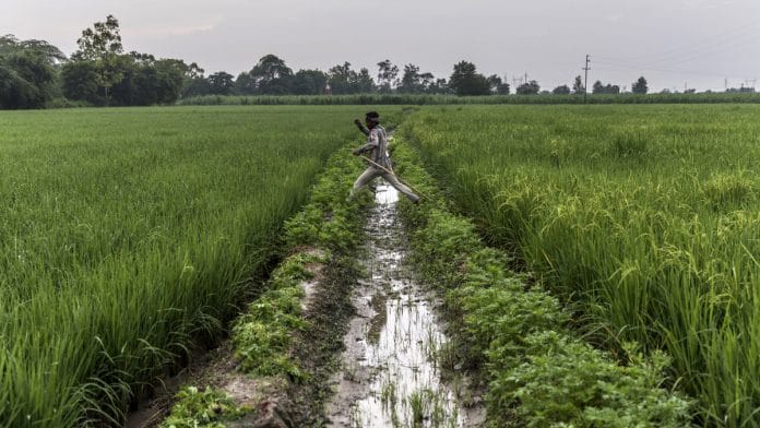 A farmer jumps over an irrigation channel between fields of rice growing on farmland in the Bhagpat district of Uttar Pradesh | Bloomberg
