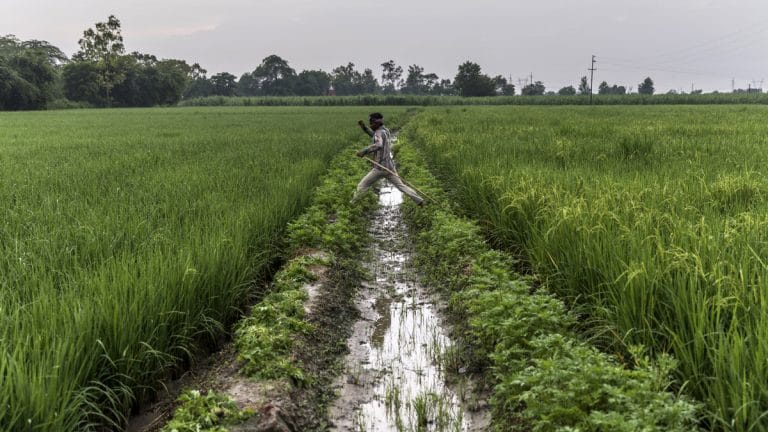 Agriculture can’t rescue Indian economy, it can only be a safety net