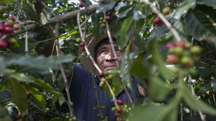 Coffee growers