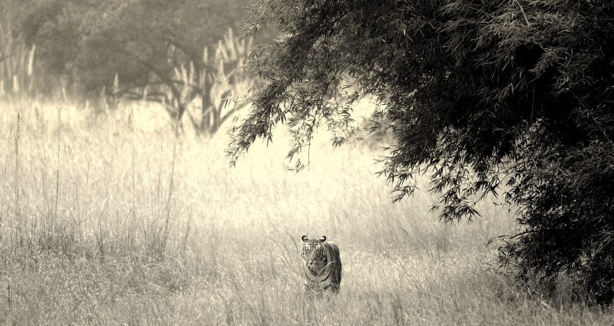 In the golden light of late afternoon. Sukhi Patiya female, Bandhavgarh
