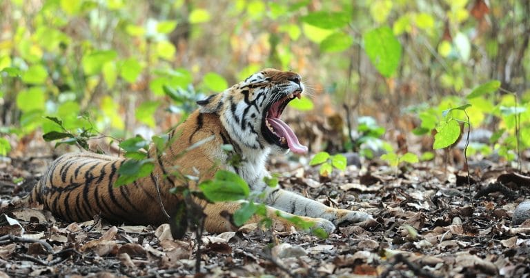 How Bachchan, Kipling and Disney made future of the tiger uncertain in India