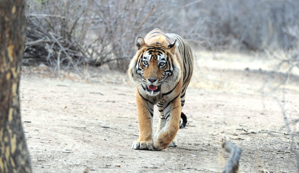 T57, Ranthambore's majestic male