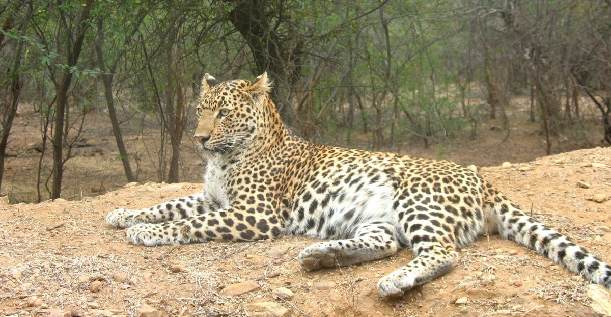 The deadly prince of the Indian jungles. More humans in the country are killed by leopards than by all other animals combined