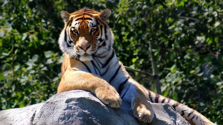 Don’t celebrate jump in tiger numbers just yet. All is still not well with big cat’s health