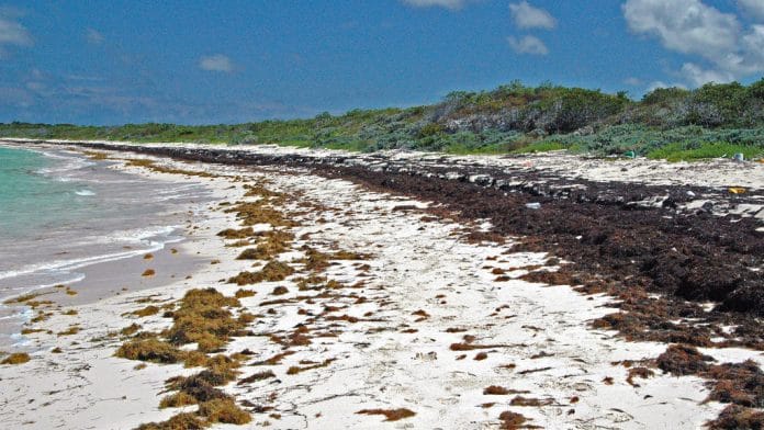 Washed up algae at a beach. (Representational Image) | Flickr