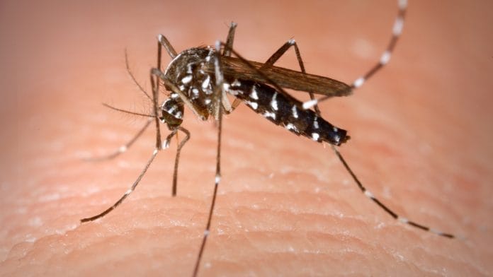Asian tiger mosquito