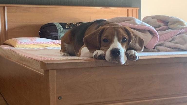 Here’s what you need to do if your dog looks depressed. First, don’t Google it