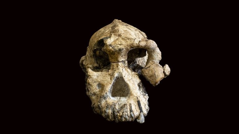 A 3.8 million-year-old skull is the hottest topic right now & changing how we view ourselves