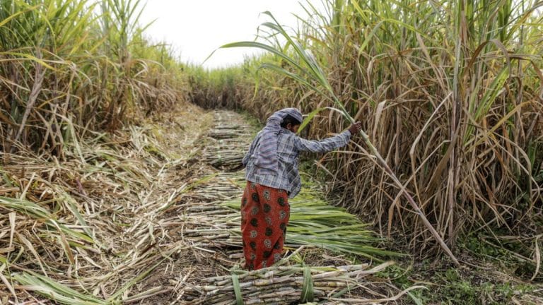 India’s bumper cane crop will cause a global sugar glut again in 2020