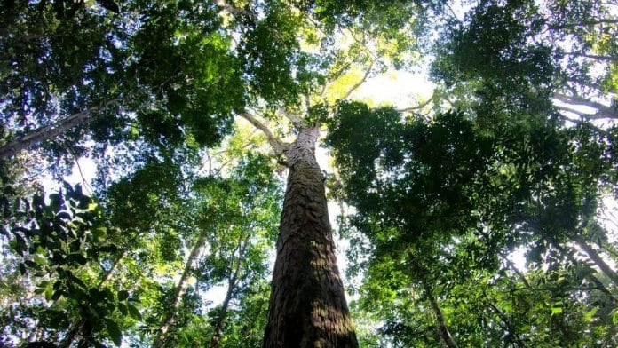 The Amazon’s new record-breaking tree. | Photo: Tobias Jackson