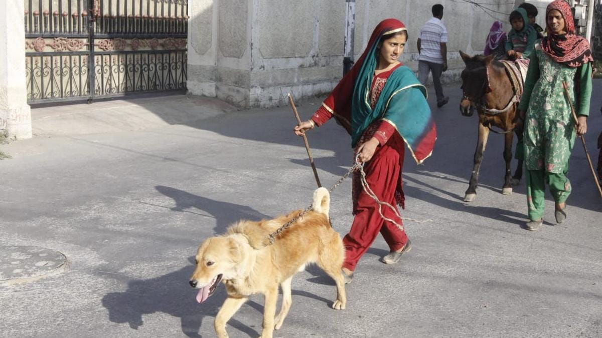 The Bakarwals and Gujjars are the two predominant nomadic tribes of J&K