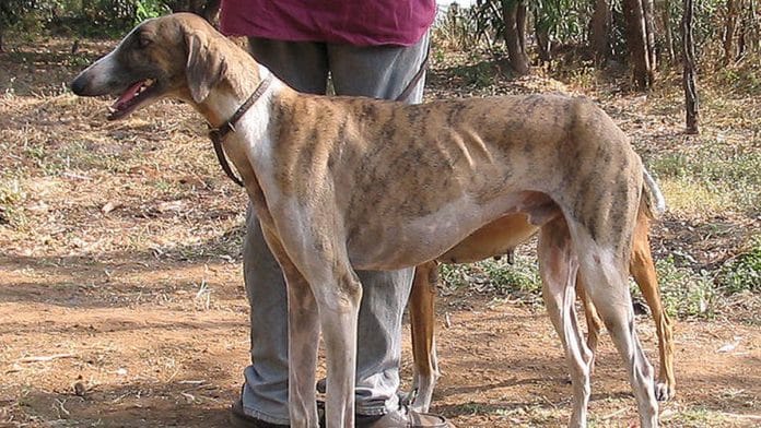 A Mudhol hound