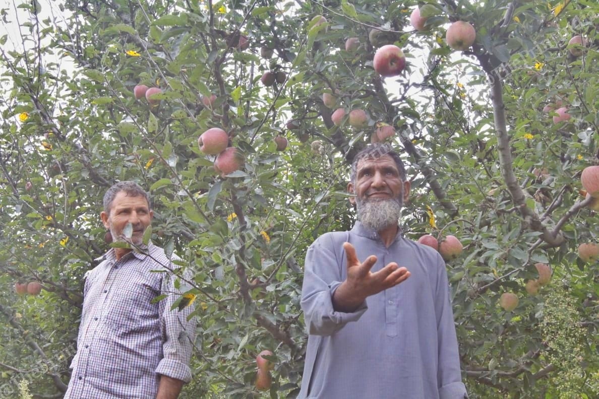 Nishad Ahmad Lone, a farmer from Checksari, is worried about an increase in competition. | Photo: Praveen Jain | ThePrint
