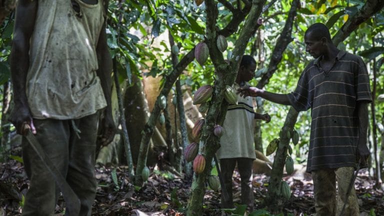 Before you eat chocolates again, know that cocoa farmers are going hungry