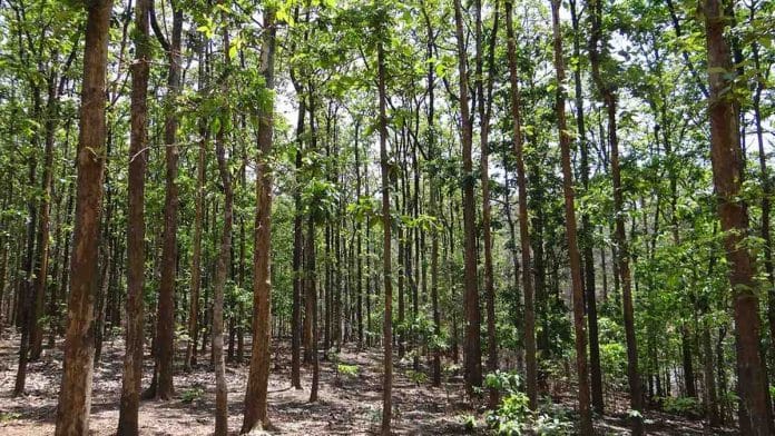 The claim of a forest dweller means the right to live, conduct farming & collect forest produce | Pixabay