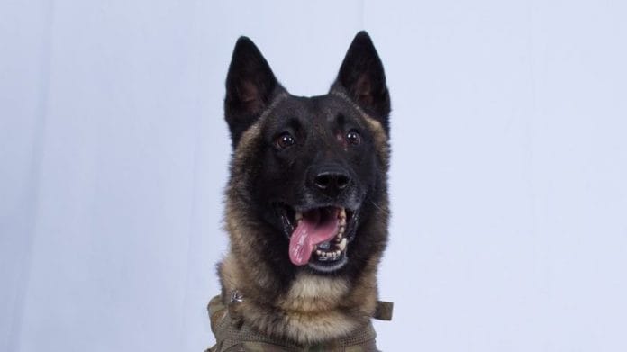 Conan, the Belgian Malinois, who chased ISIS leader Abū Bakr al-Baghdadi.