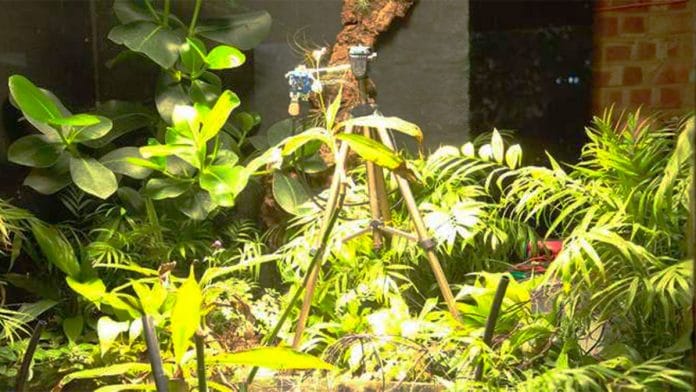 Scientists hope that the cameras can be used world over, especially in remote locations to understand wildlife and flora | zsl.org