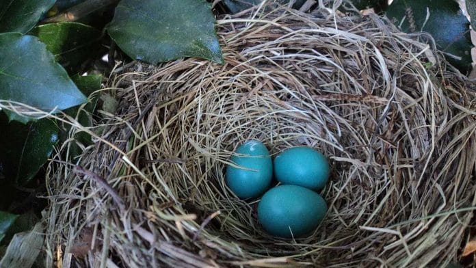Bird eggs have always come in a multitude of colours, patterns and sizes | Pixabay