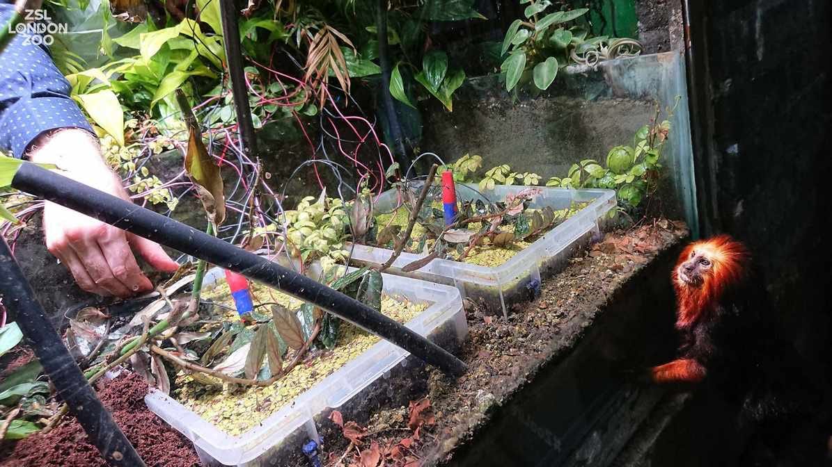 Scientists hope that the cameras can be used world over, especially in remote locations to understand wildlife and flora | Twitter @zsllondonzoo