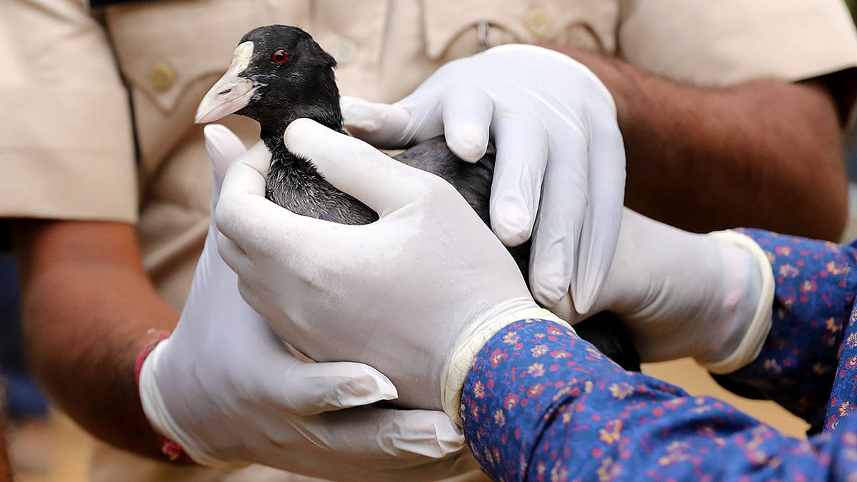 Forest department staff have been working at rescuing live birds and bringing it to safety. | Photo: Bahar Dutt