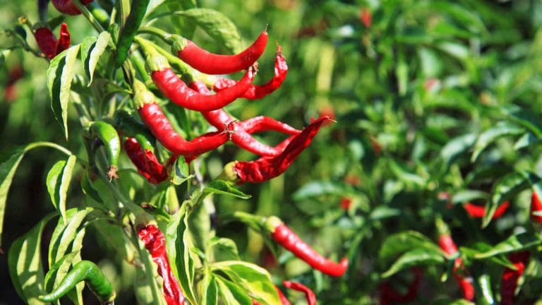 Chillies could be the next big trend in weight loss regimen