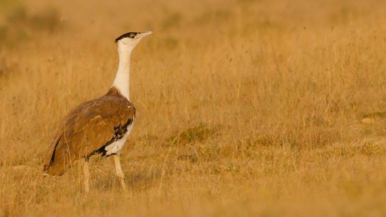 Fight to save Great Indian Bustard gets big boost. SC backs expert plan to shield bird from power lines