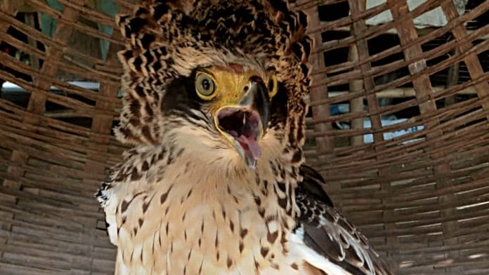 A rescued eagle | ANI File Photo